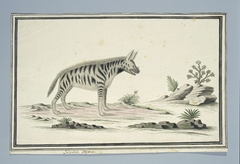 Aardwolf (Proteles cristatus), van opzij gezien by Robert Jacob Gordon