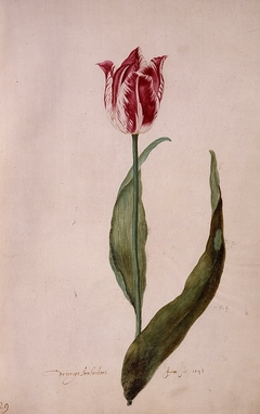 Early Brabantsson (folio 29) by Judith Leyster