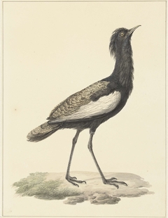 Een vogel, staande op de grond by Pieter Pietersz Barbiers