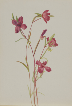 Farewell to Spring (Godetia amoena lilja) by Mary Vaux Walcott