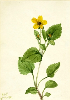 Golden Star (Chrysogonum virginianum) by Mary Vaux Walcott