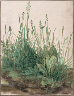 Great Piece of Turf by Albrecht Dürer