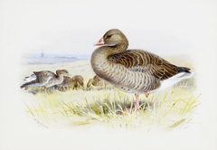 Greylag goose. by Archibald Thorburn