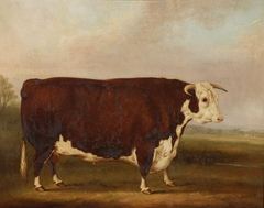 Hereford Bull by William Henry Davis