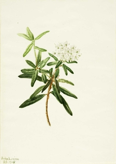 Labrador Tea (Ledum groenlandicum) by Mary Vaux Walcott