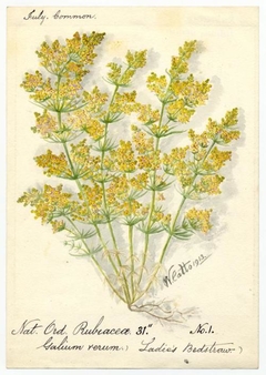 Ladies bedstraw (galium verum) - William Catto - ABDAG016397 by William Catto