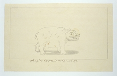 Nijlpaard met open muil (Hippopotamus amphibius) by Robert Jacob Gordon