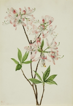 Pinkshell Azalea (Azalea vaseyi) by Mary Vaux Walcott