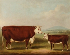 Prize Cow and Calf by William Henry Davis