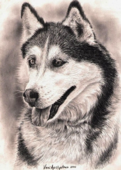 SIBERIAN HUSKY by Veri Apriyatno