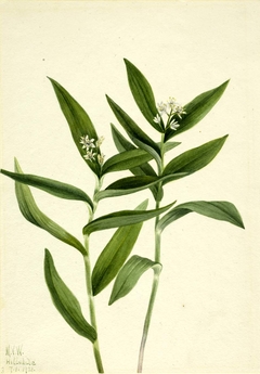 Star Solomonplume (Vagnera stellata) by Mary Vaux Walcott