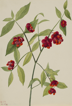 Strawberry Bush-"Hearts Bustin' with Love" (Euonymus Americanus) by Mary Vaux Walcott