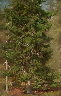 Study of a Spruce by Joachim Frich