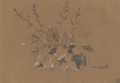 Study of Flowering Plant by Friedrich Carl von Scheidlin