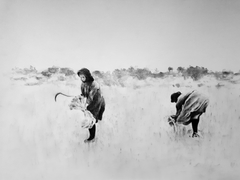 The harvest by Antonis Rapanis