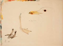 Three Bird Legs and Common Gull by Ferdinand von Wright