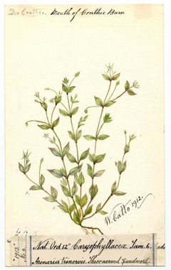 Three-nerved sandwort (Moehringia trinervia) - William Catto - ABDAG016293 by William Catto