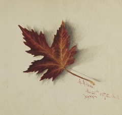 Untitled (Autumn Leaf) by Mary Vaux Walcott