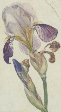 Untitled (Iris) by Vivian Smith