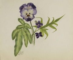 Untitled (Pansy) by Mary Vaux Walcott