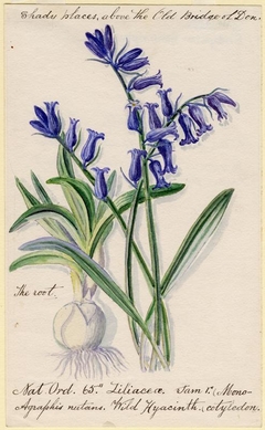 Wild Hyacinth (cotyledon) - William Catto - ABDAG016007 by William Catto