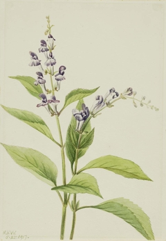 Wood Skullcap (Scutellaria serrata) by Mary Vaux Walcott