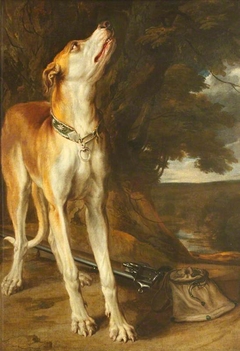 A Hound looking up by Flemish School