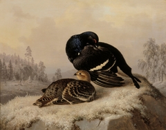 Black Grouse, Cock and Hen by Ferdinand von Wright