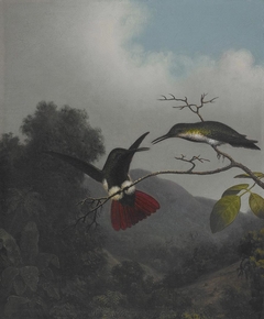 Black-throated Mango by Martin Johnson Heade