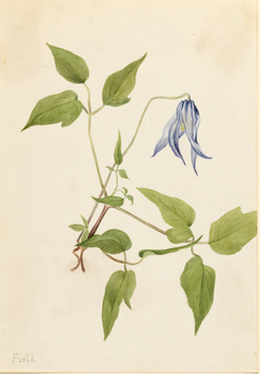 Columbia Clematis (Clematis columbiana) by Mary Vaux Walcott