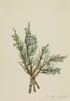 Creeping Juniper (Juniperus horizontalis) by Mary Vaux Walcott