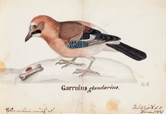 Eurasian Jay by Ferdinand von Wright