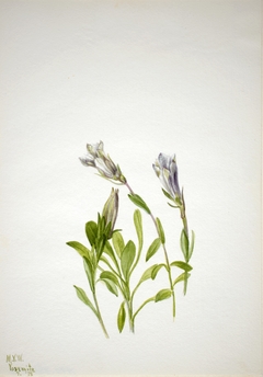 Gentian (Gentiana newberri) by Mary Vaux Walcott