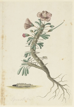 Geranium Spinosum, met wortels, een torretje en een detailstudie van de onderzijde van deze tor by Robert Jacob Gordon