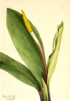 Goldenclub (Orontium aquaticum) by Mary Vaux Walcott