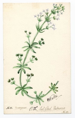 Goose grass (Galium aparine) - William Catto - ABDAG016302 by William Catto