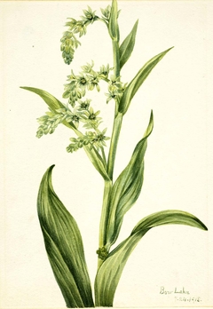 Green Bear Cabbage (Veratrum viride) by Mary Vaux Walcott