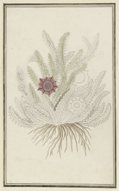 Huernia guttata by Robert Jacob Gordon