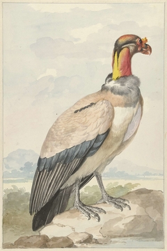 Koningsgier (Gypagus papa) by Aert Schouman