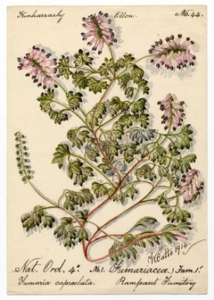 Rampant fumitory (fumaria capreolata) - William Catto - ABDAG016353 by William Catto