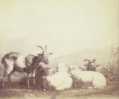 Sheep and Goats by Karel Dujardin