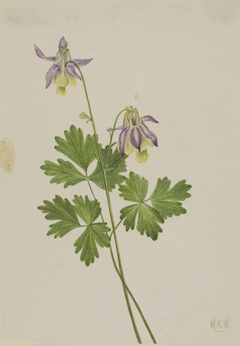 Shortspur Columbine (Aquilegia brevistyla) by Mary Vaux Walcott