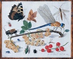 Study of fruit and insects by Jan van Kessel the Elder