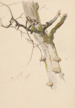 Study of Tree Trunk with Branches and Mushrooms by Friedrich Carl von Scheidlin