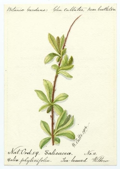 Tea-leaved willow (salix phylicifolia) - William Catto - ABDAG016357 by William Catto