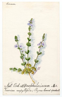 Thyme-leaved Speedwell (Veronica serphyllifolia) - William Catto - ABDAG016089 by William Catto