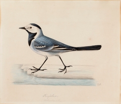 White Wagtail by Ferdinand von Wright