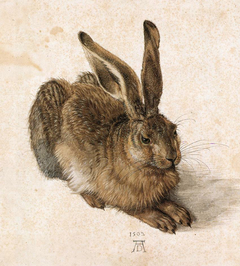 Young Hare by Albrecht Dürer