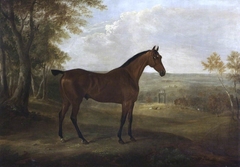 A Bay Hunter in Shugborough Park by William Webb