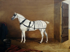 A Grey Carriage Horse in a Stable by Edwin Cooper